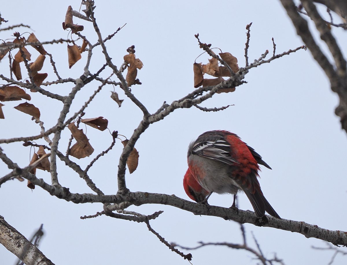 konglebit - ML647030129