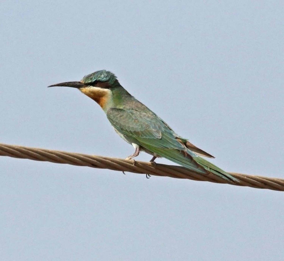 vlha modrolící - ML647030132