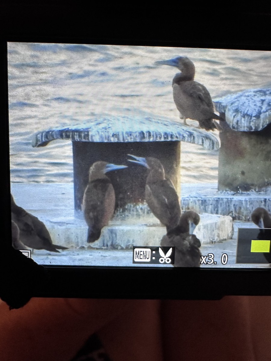 Brown Booby - ML647030140