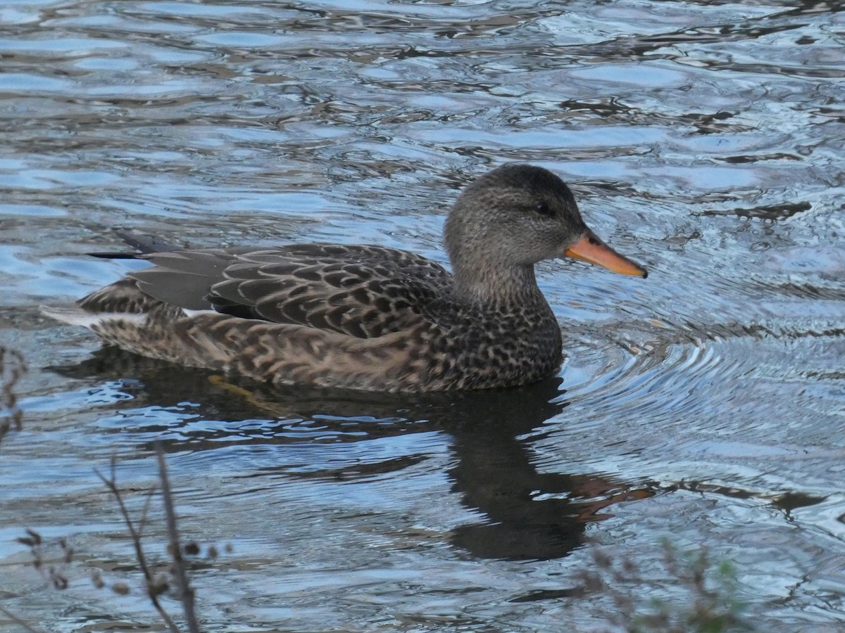 kopřivka obecná - ML647030142