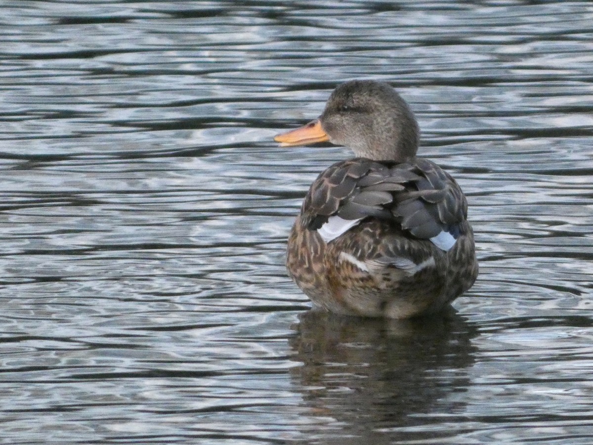 kopřivka obecná - ML647030143