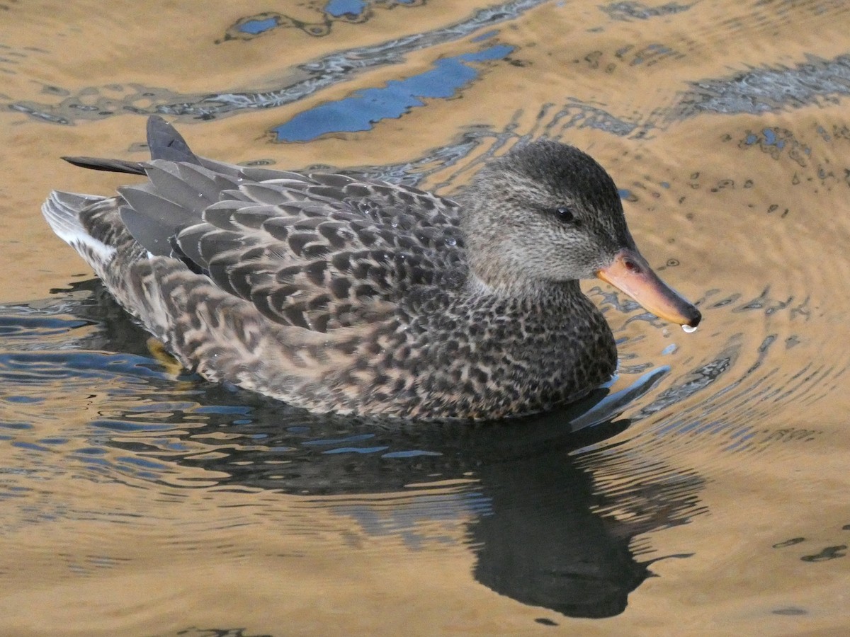 kopřivka obecná - ML647030144