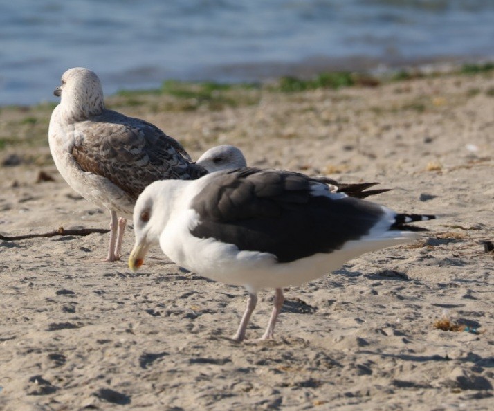 Great Black-backed Gull - ML647030147