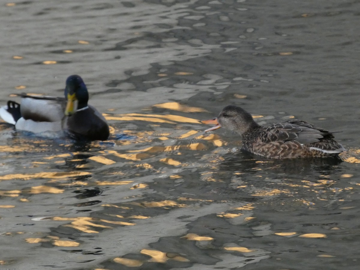kopřivka obecná - ML647030150