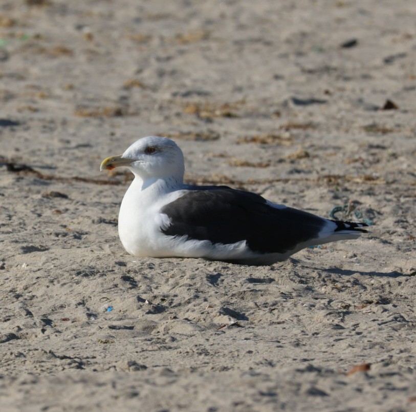 Great Black-backed Gull - ML647030151