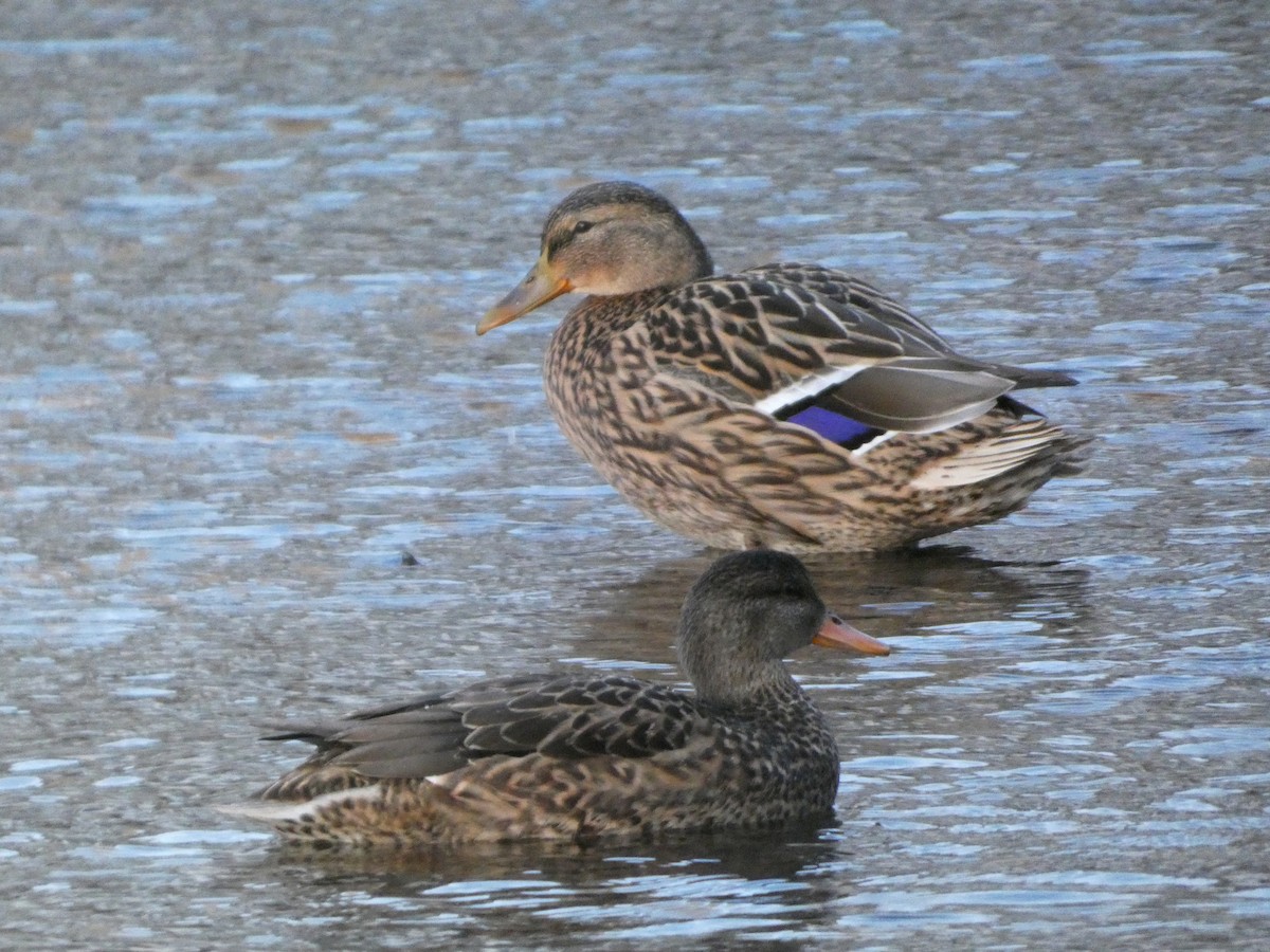 kachna divoká - ML647030153