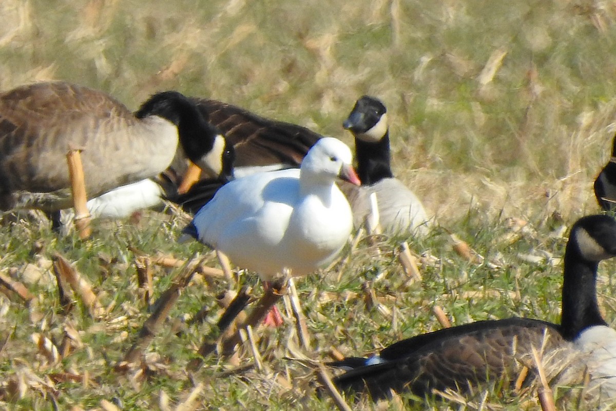 Ross's Goose - ML647030157