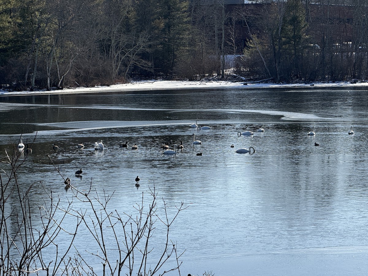 Mute Swan - ML647030166