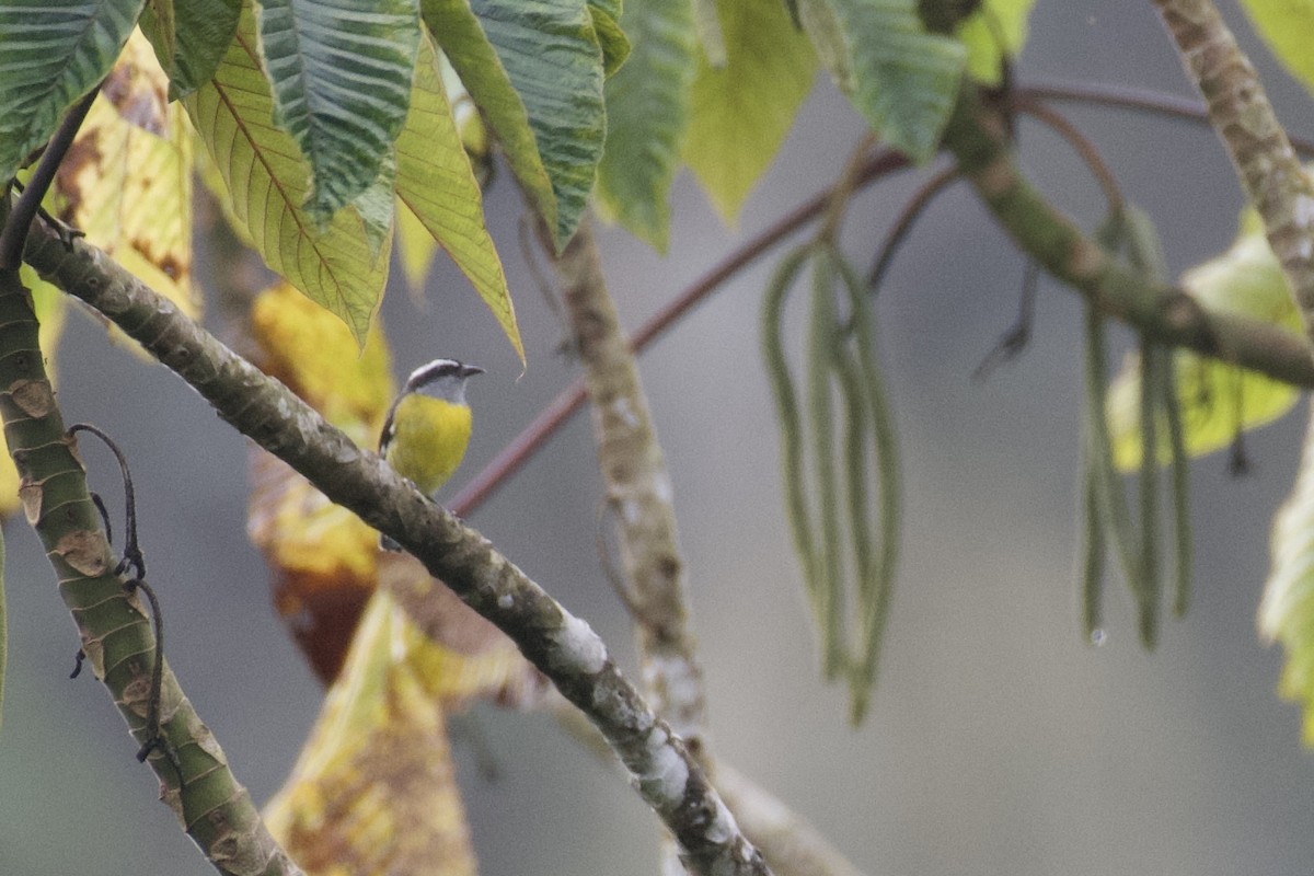 Sucrier à ventre jaune (groupe luteola) - ML647030169