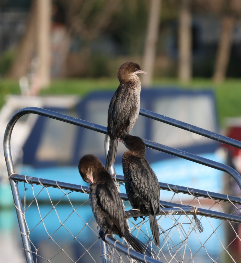 Cormorán Pigmeo - ML647030171