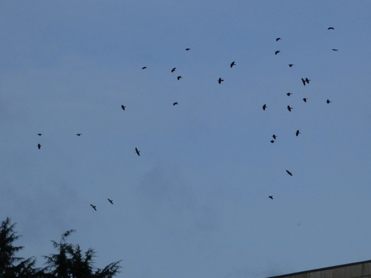 kavka obecná - ML647030175