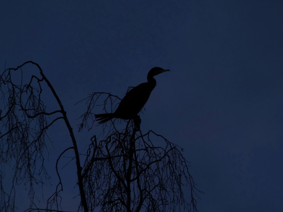 kormorán velký - ML647030178