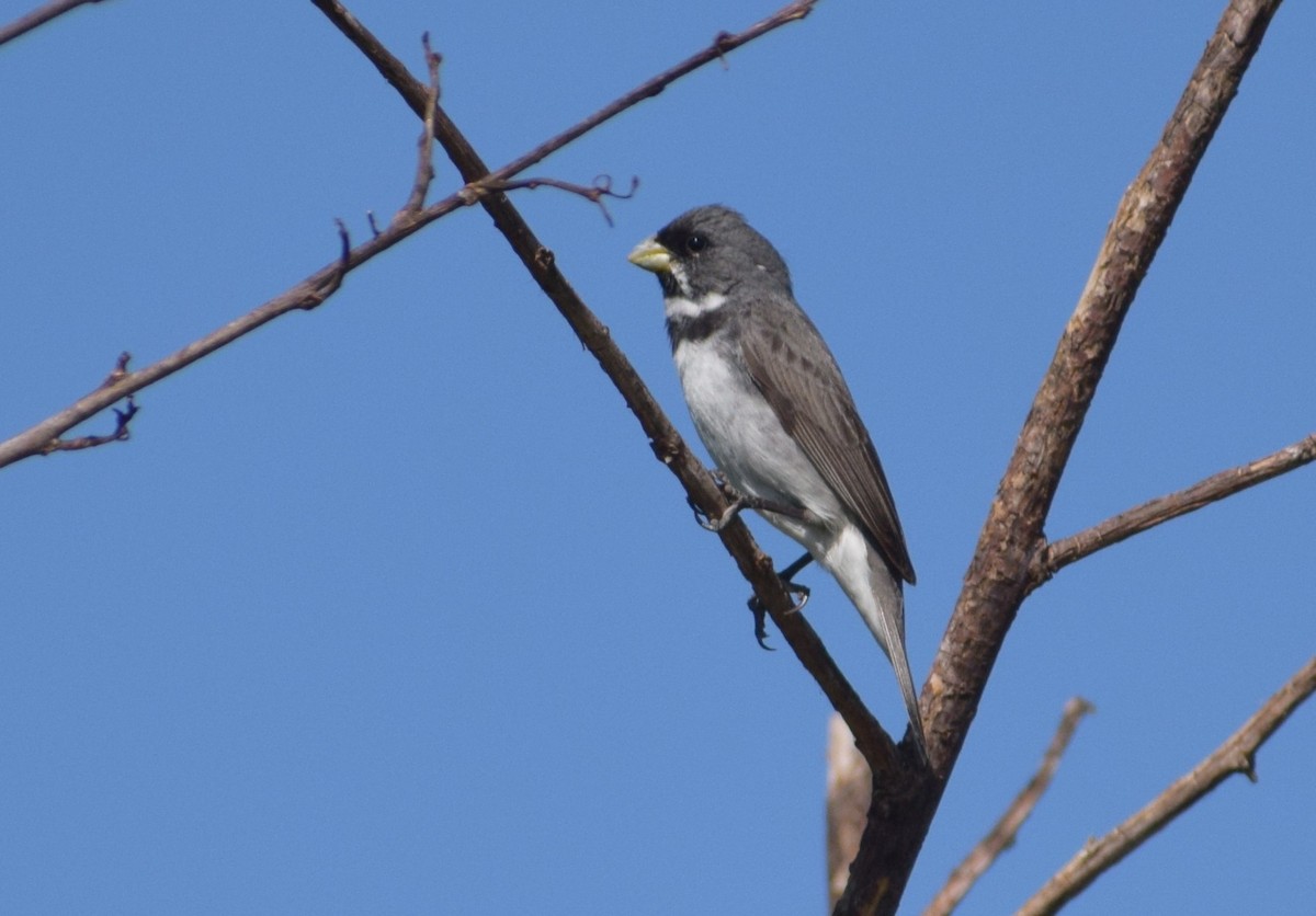 Double-collared Seedeater - ML647030203