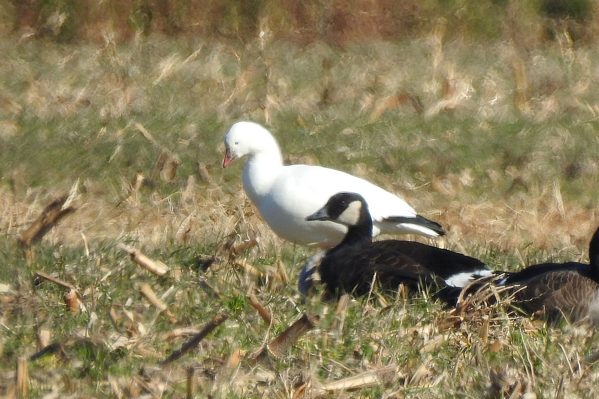 Ross's Goose - ML647030210