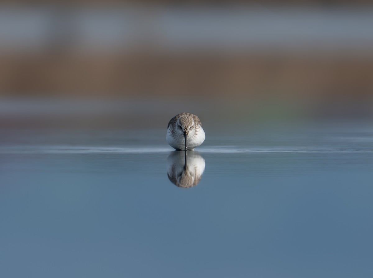 Побережник аляскинський - ML647030213