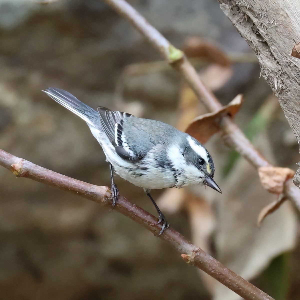 Kara Şeritli Ötleğen - ML647030231