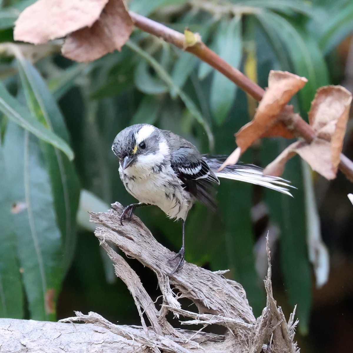 Kara Şeritli Ötleğen - ML647030232