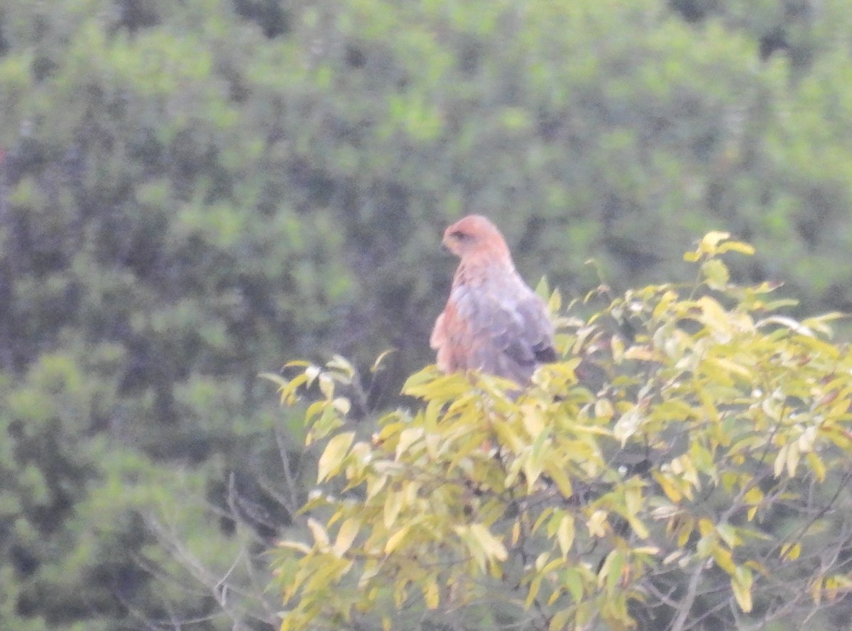 Savanna Hawk - ML647030235