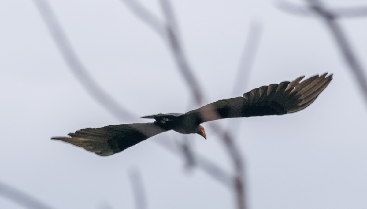 myrkondor - ML647030236