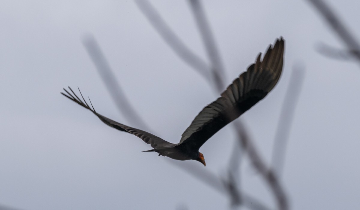 myrkondor - ML647030237