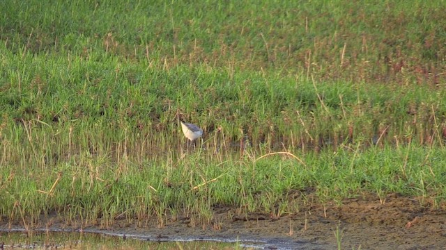 Коловодник ставковий - ML647030239