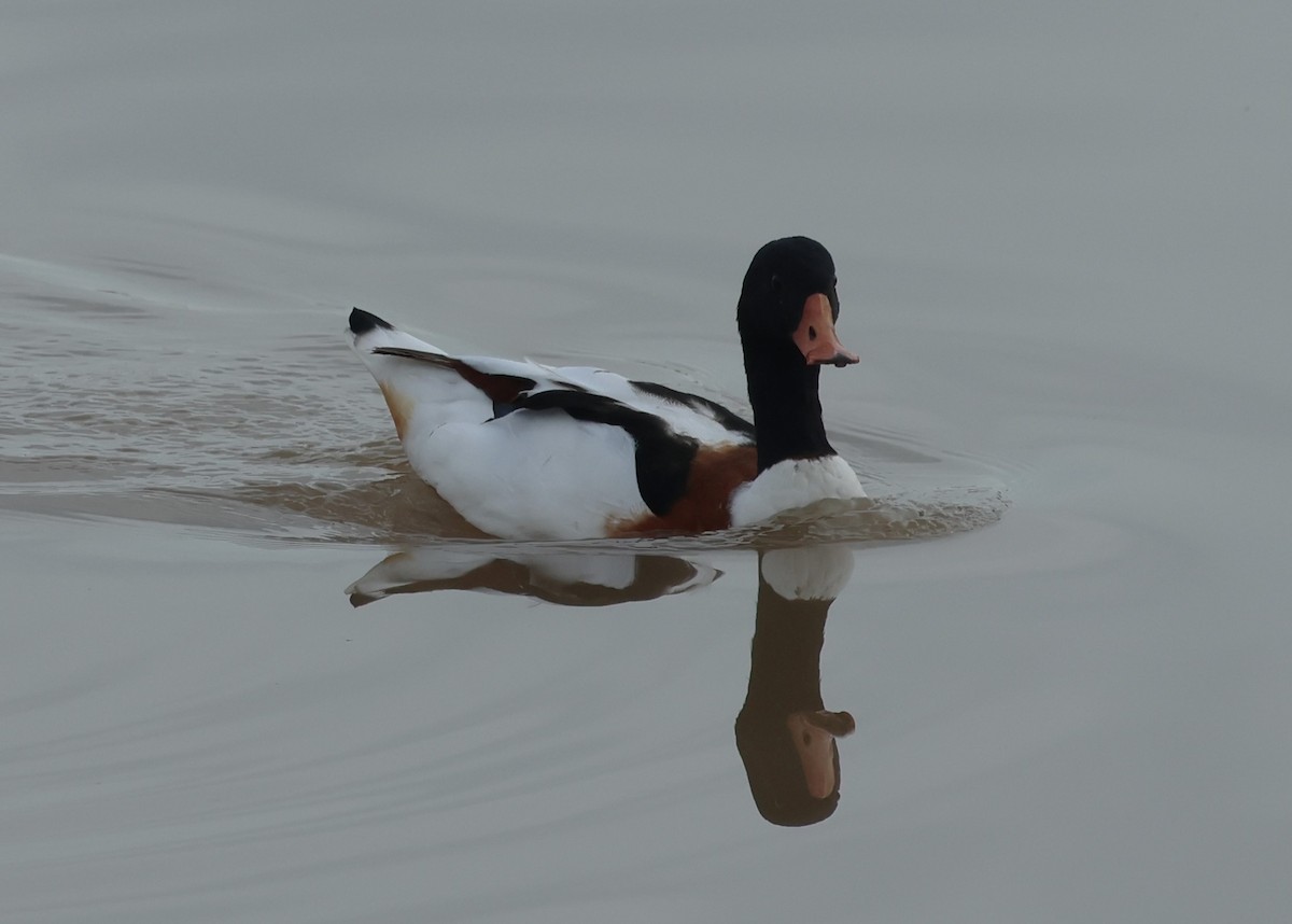 Paita arrunta - ML647030241