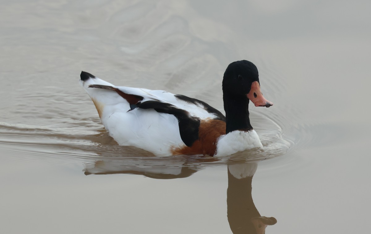 Paita arrunta - ML647030242