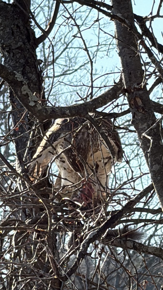 Red-tailed Hawk - ML647030247
