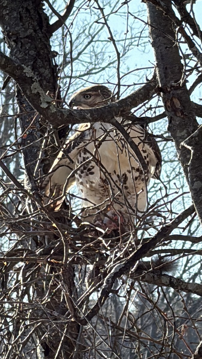 Red-tailed Hawk - ML647030253