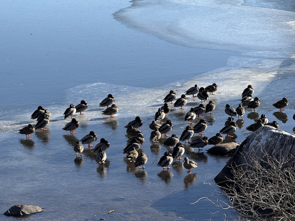 Mallard - ML647030260