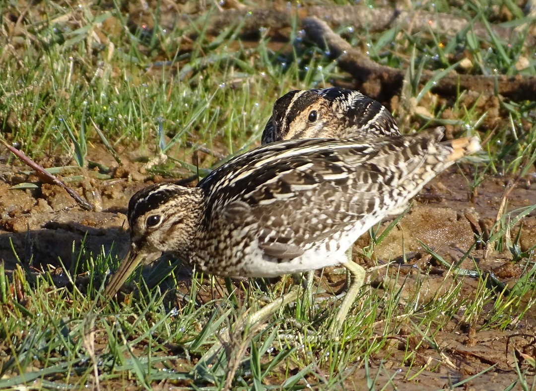 Pantanal Snipe - ML647030261