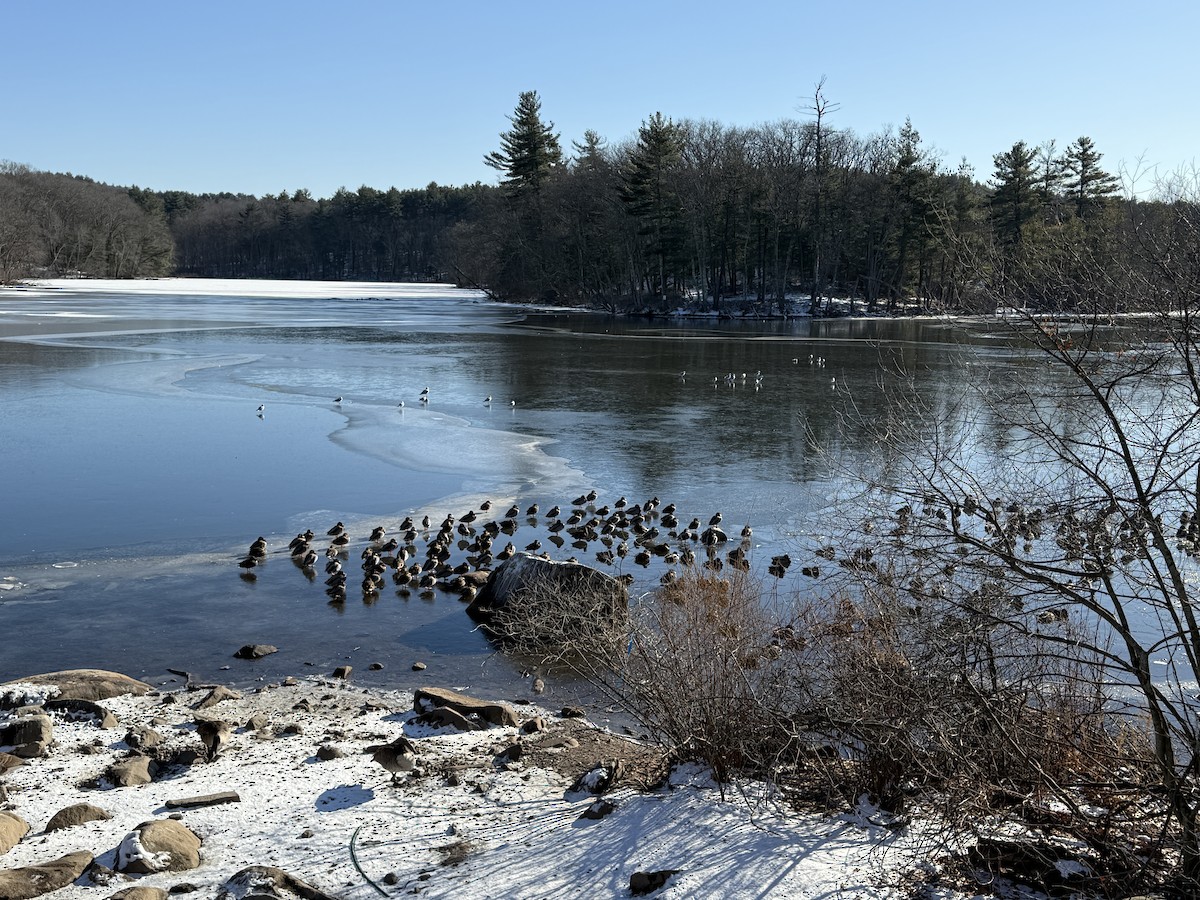 Mallard - ML647030262