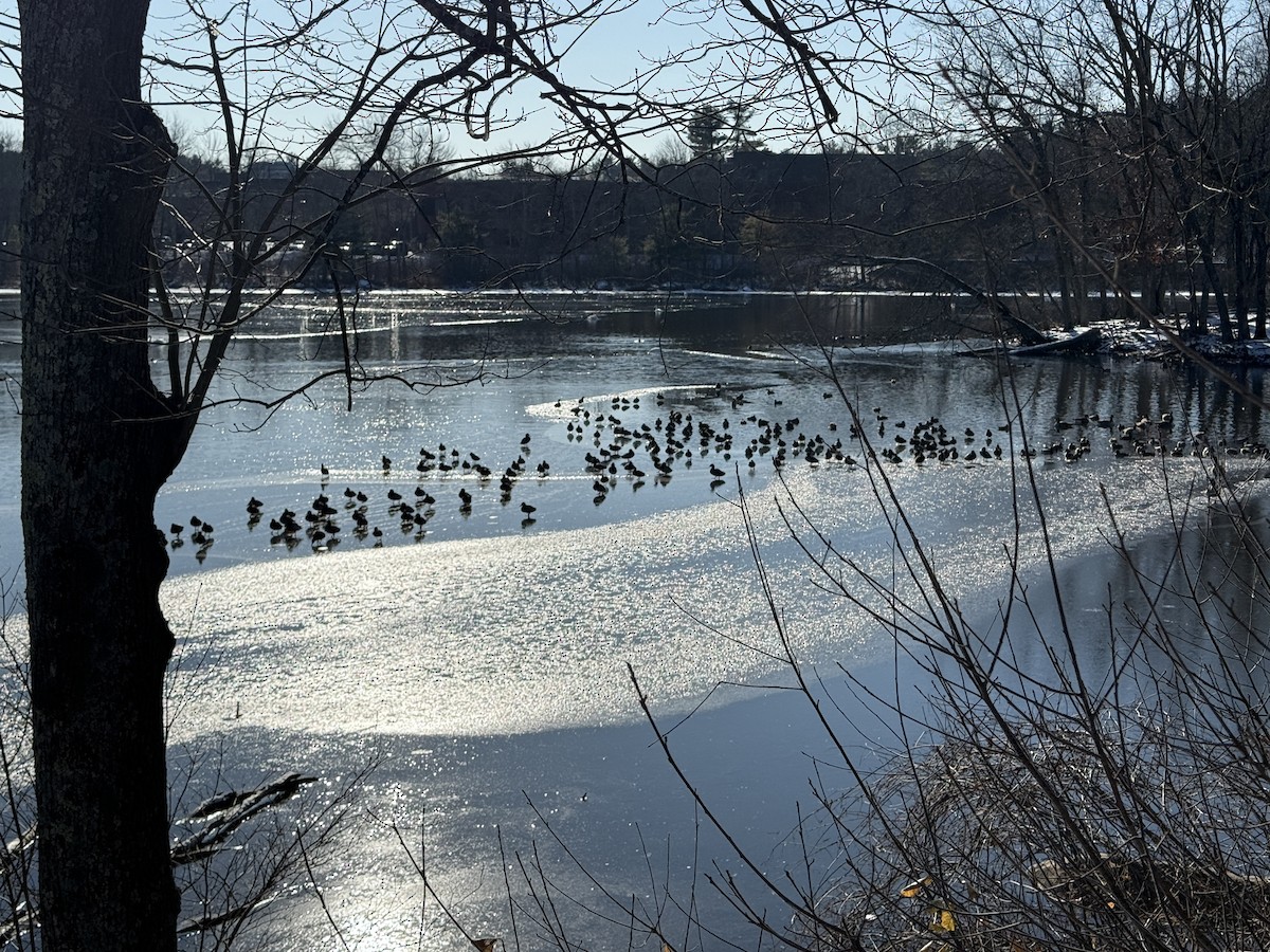 Mallard - ML647030281