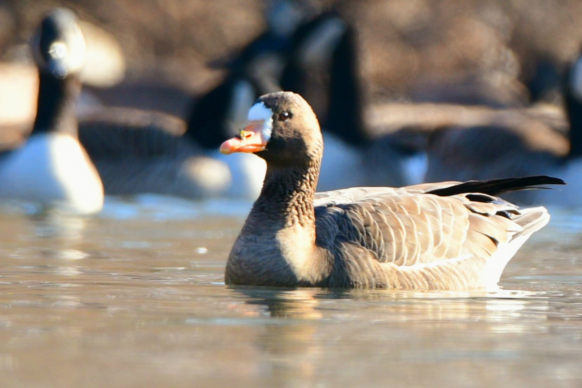 Greater White-fronted Goose - ML647030292
