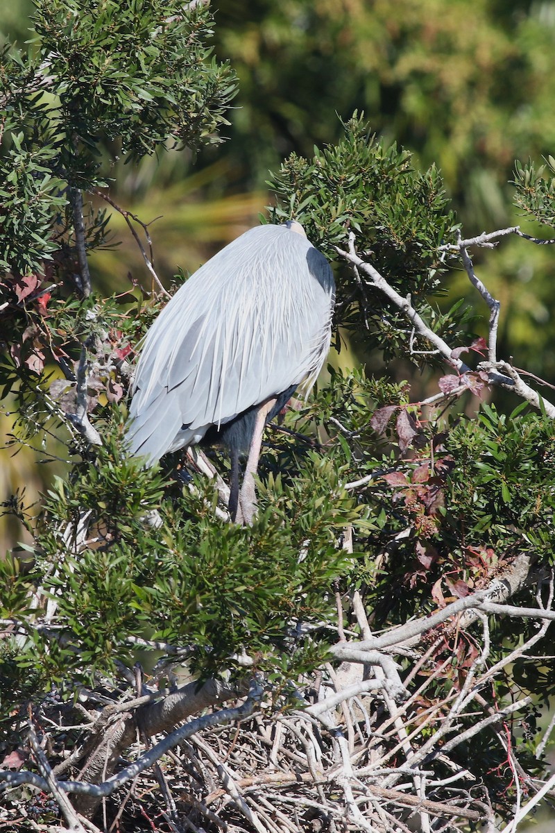 Great Blue Heron - ML647030300