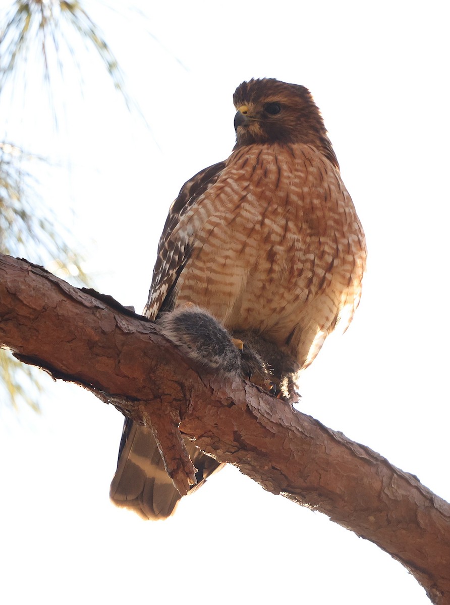 Red-shouldered Hawk (lineatus Group) - ML647030302