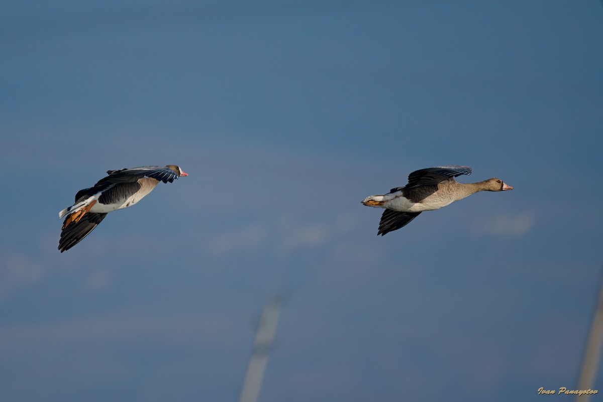 Greater White-fronted Goose - ML647030311