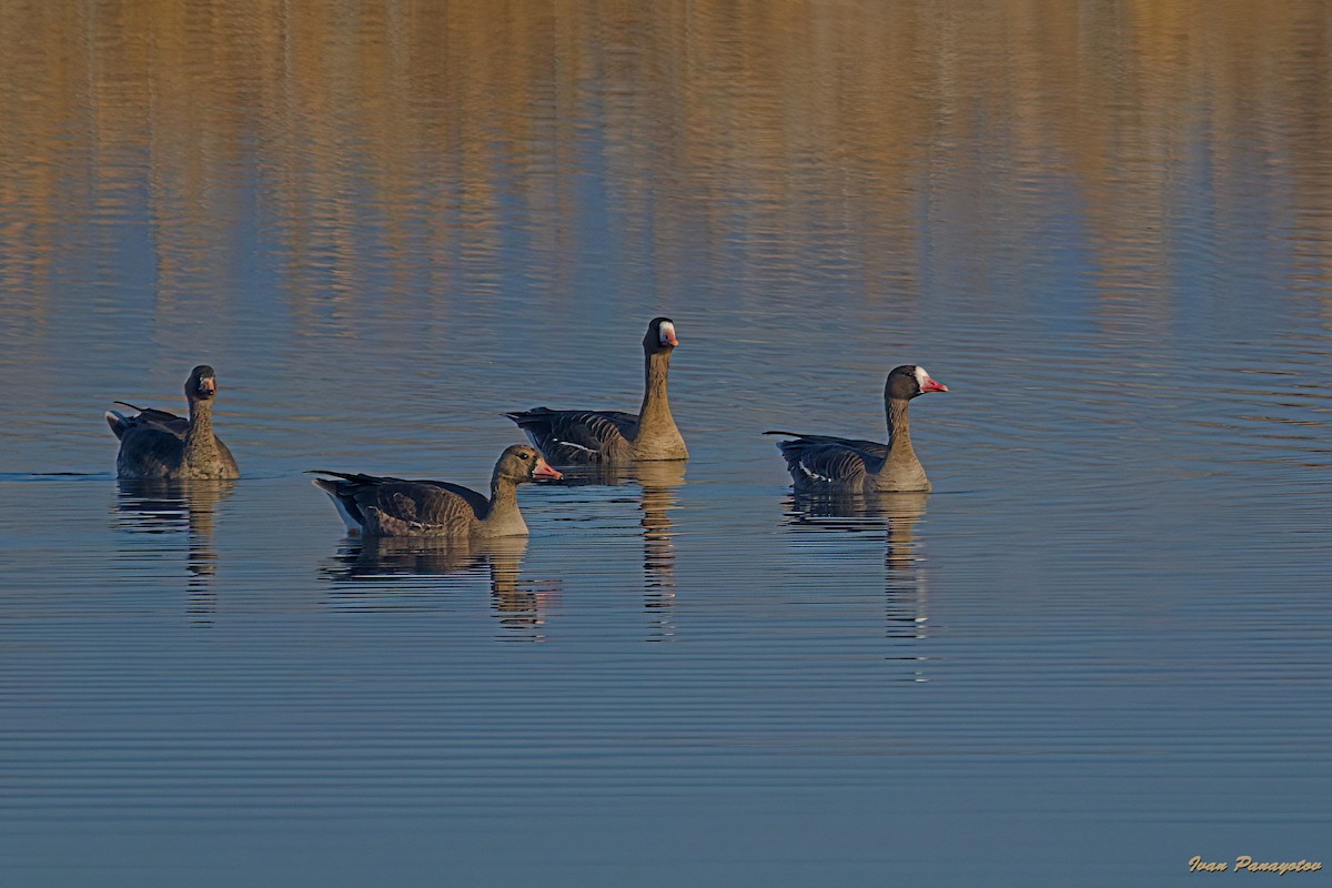 Greater White-fronted Goose - ML647030315