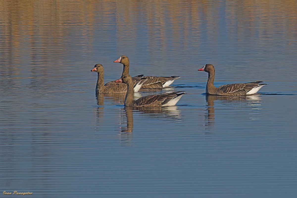 Greater White-fronted Goose - ML647030316