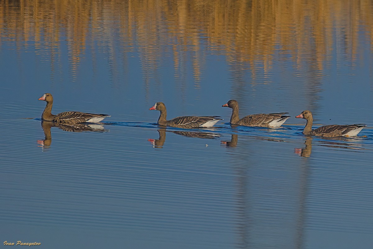 Greater White-fronted Goose - ML647030317