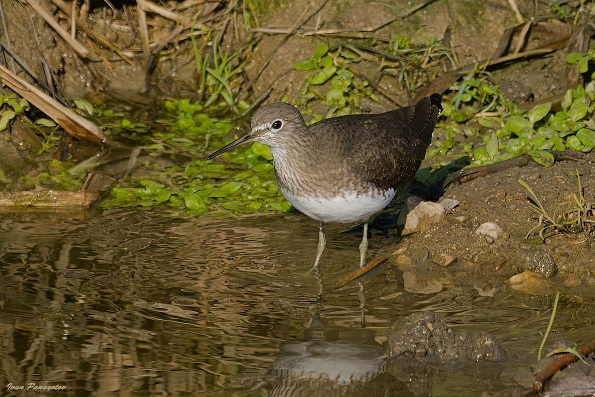 Green Sandpiper - ML647030324