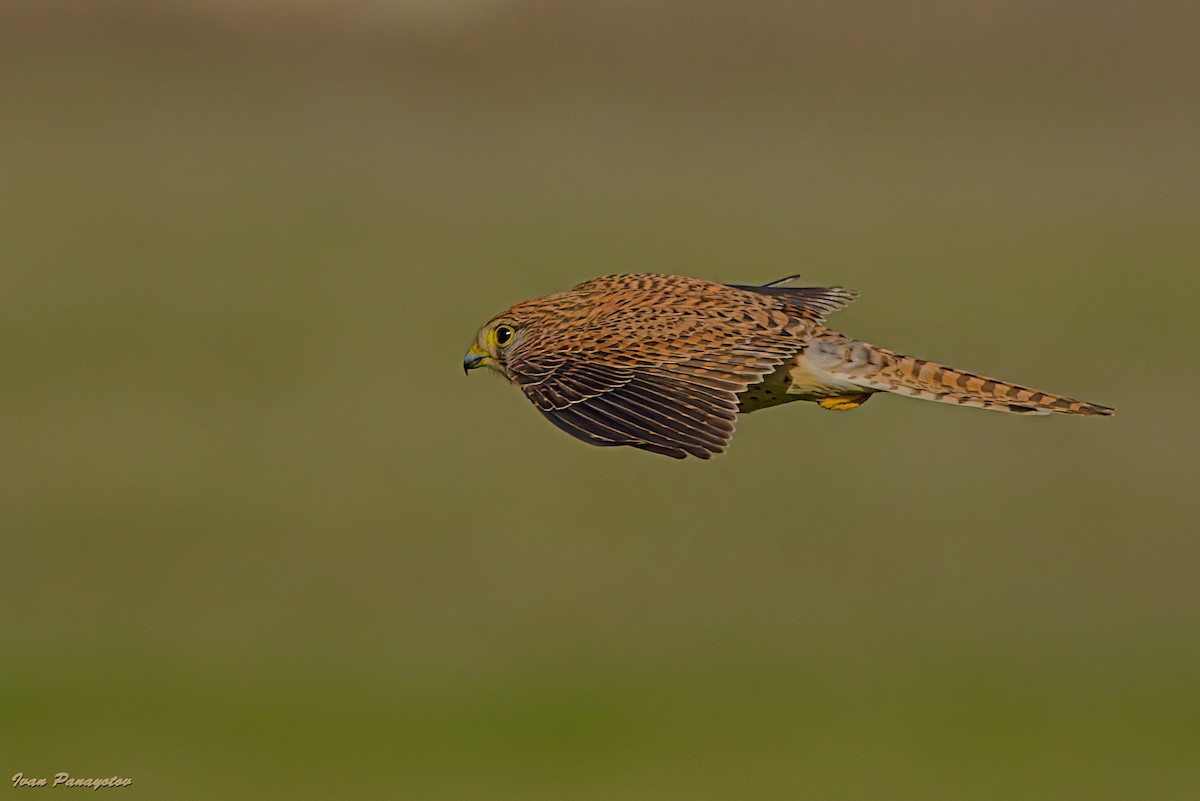 Eurasian Kestrel - ML647030331