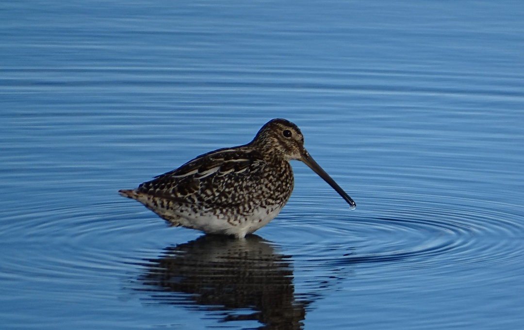 Pantanal Snipe - ML647030332