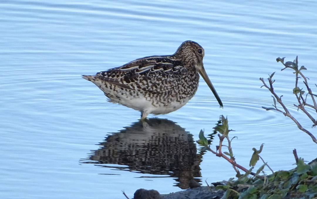 Pantanal Snipe - ML647030333