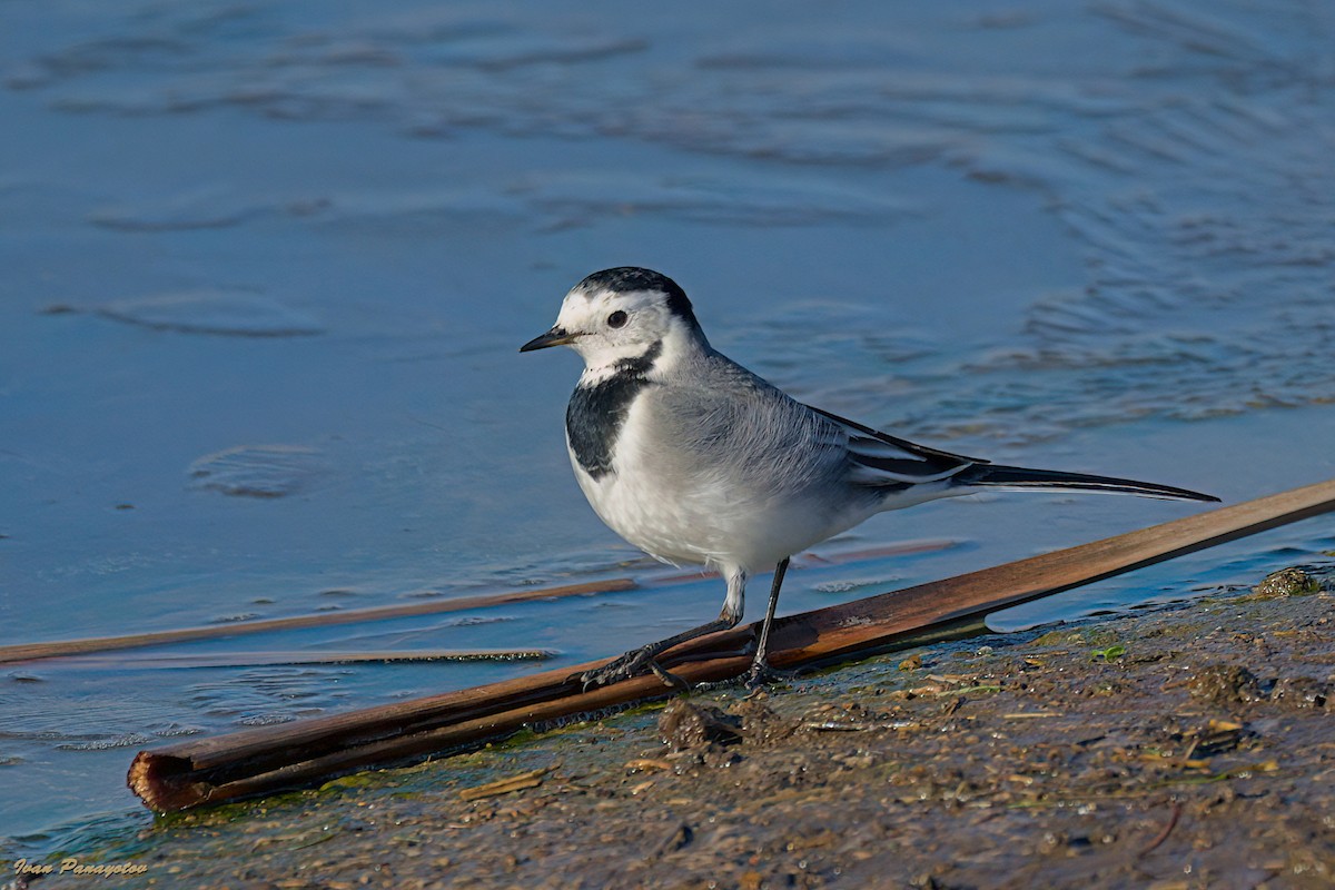 Плиска біла - ML647030355
