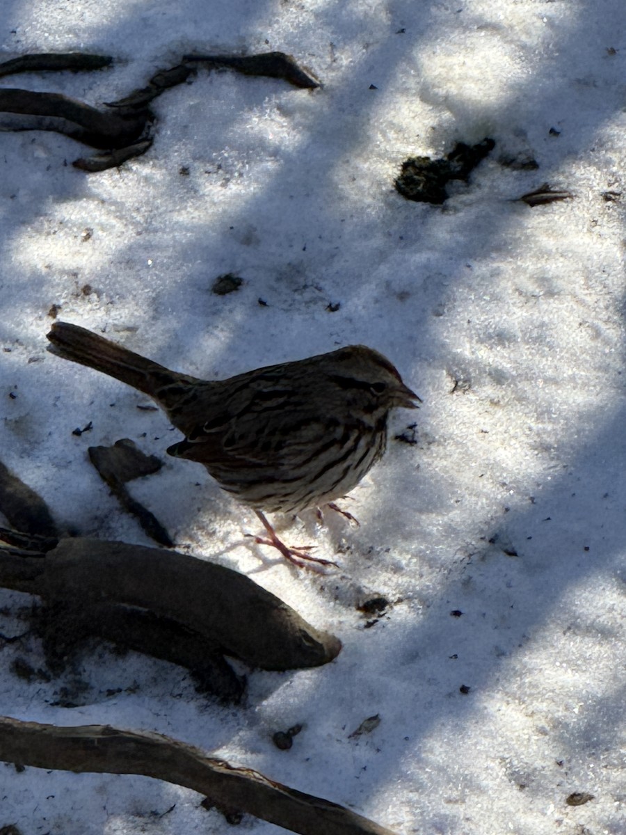 Song Sparrow - ML647030362