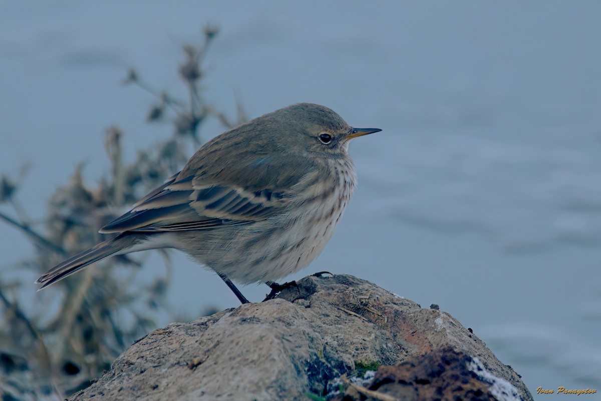 Water Pipit - ML647030363