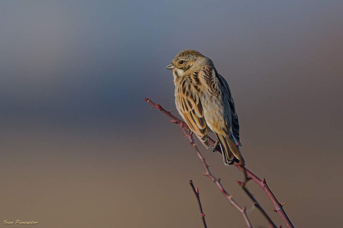Reed Bunting - ML647030369