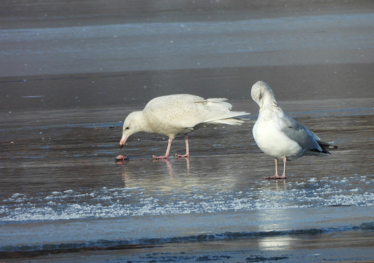 Glaucous Gull - ML647030376