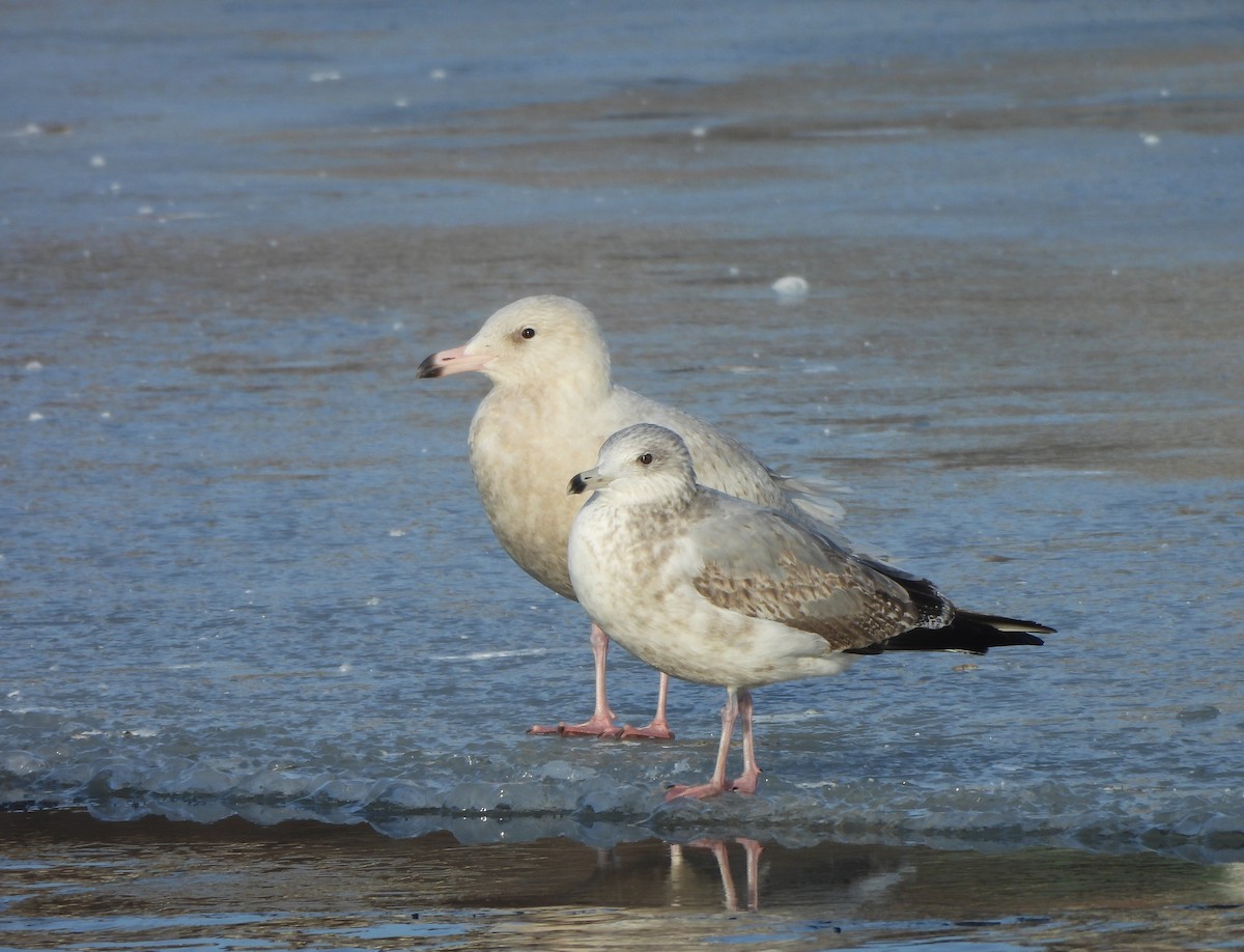 Glaucous Gull - ML647030377
